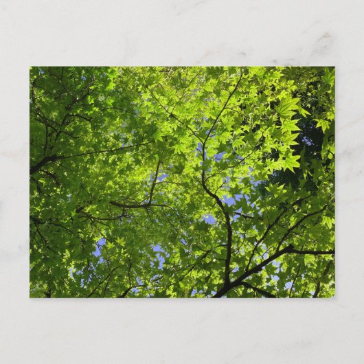 Carte Postale Érable au printemps (Devant)