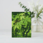 Carte Postale Érable au printemps (Debout devant)