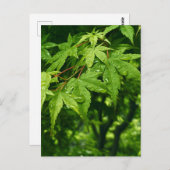 Carte Postale Érable au printemps (Devant / Derrière)