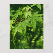Carte Postale Érable au printemps (Devant)