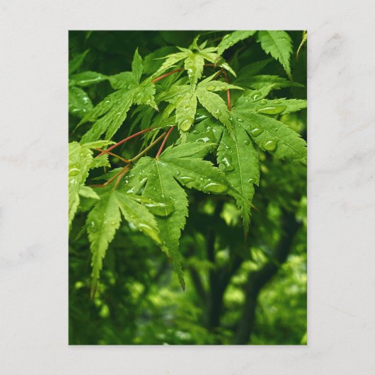 Carte Postale Érable au printemps (Devant)