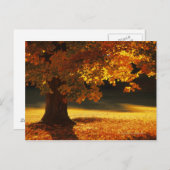 Carte Postale Érable, Bennington, Vermont (Devant / Derrière)