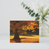 Carte Postale Érable, Bennington, Vermont (Debout devant)