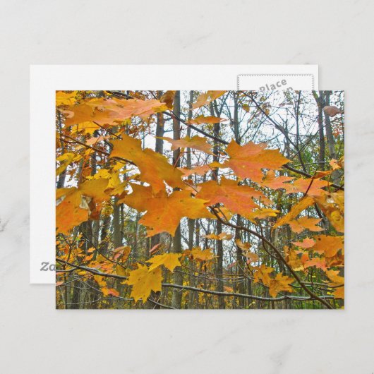 Carte Postale Érable d'automne (Devant / Derrière)