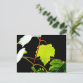 Carte Postale Érable de montagne (Debout devant)