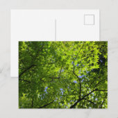 Carte Postale Érable en été (Devant / Derrière)