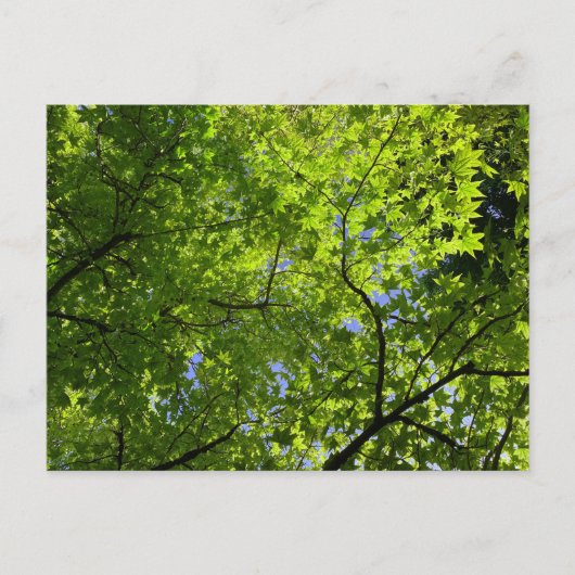 Carte Postale Érable en été (Devant)