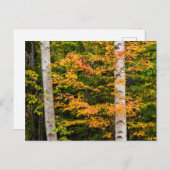 Carte Postale Érable et bouleau | White Mountains, NH (Devant / Derrière)