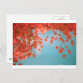 Carte Postale érable japonais (Devant / Derrière)