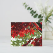 Carte Postale érable japonais (Debout devant)