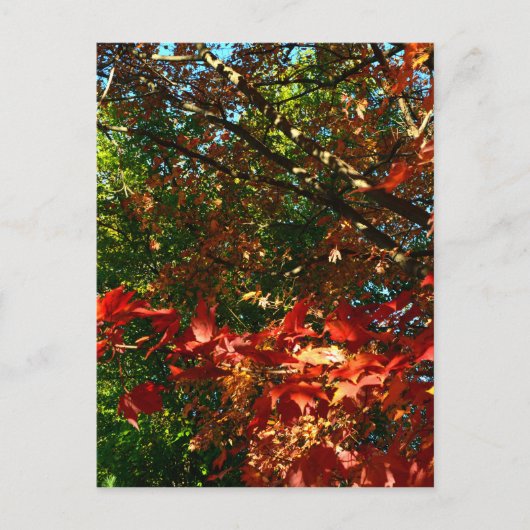 Carte Postale Érable japonais, arbre d'automne feuilles (Devant)