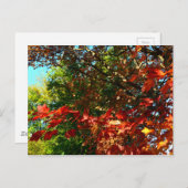 Carte Postale Érable japonais, arbre d'automne feuilles (Devant / Derrière)