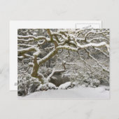 Carte Postale Érable japonais couvert de neige (Devant / Derrière)