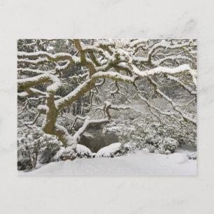 Carte Postale Érable japonais couvert de neige