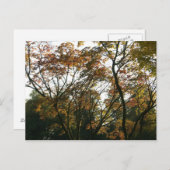 Carte Postale Érable japonais en automne (Devant / Derrière)