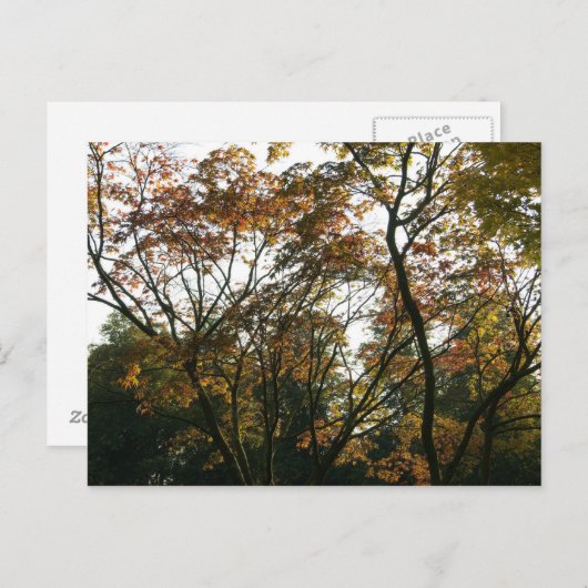 Carte Postale Érable japonais en automne (Devant / Derrière)
