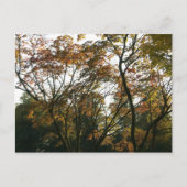 Carte Postale Érable japonais en automne (Devant)