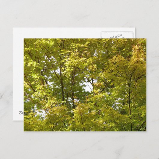 Carte Postale Érable japonais en automne (Devant / Derrière)