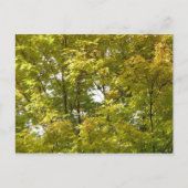 Carte Postale Érable japonais en automne (Devant)