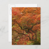 Carte Postale Érable japonais en couleur automne (Devant / Derrière)
