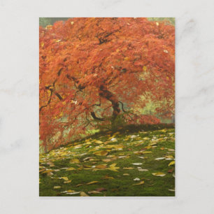 Carte Postale Érable japonais en couleur d'automne
