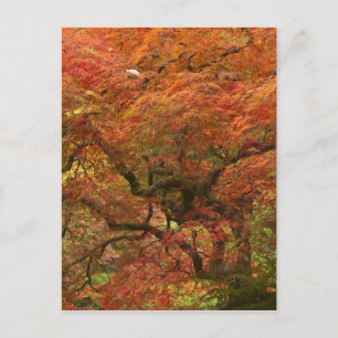 Carte Postale Érable japonais en couleur d'automne