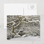 Carte Postale Érable japonais enneigé (Devant / Derrière)