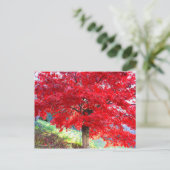 Carte Postale Érable japonais : Feuilles d'automne [Carte postal (Debout devant)