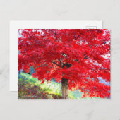 Carte Postale Érable japonais : Feuilles d'automne [Carte postal (Devant / Derrière)