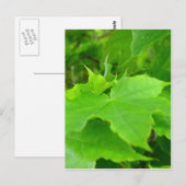 Carte Postale Érable vert (Devant / Derrière)
