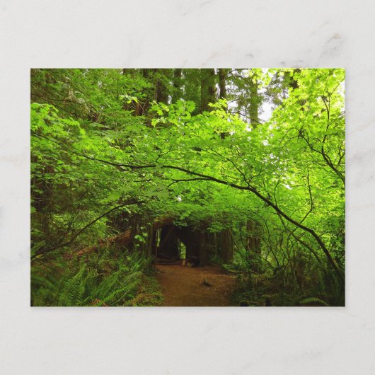 Carte Postale Érables dans la forêt de séquoias (Devant)