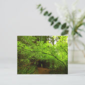 Carte Postale Érables dans la forêt de séquoias (Debout devant)