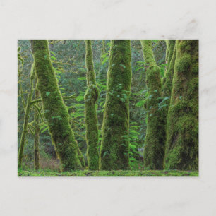 Carte Postale Érables et fougères État de Washington
