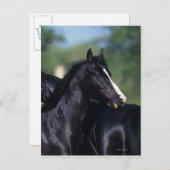 Carte Postale Éraflure arabe de cheval (Devant / Derrière)