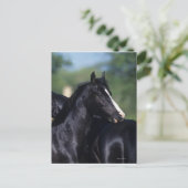 Carte Postale Éraflure arabe de cheval (Debout devant)