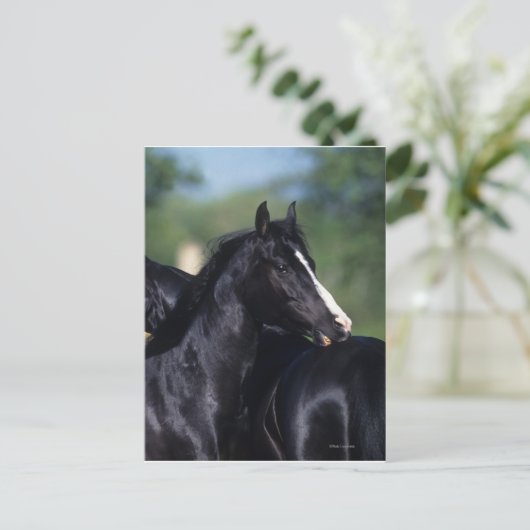 Carte Postale Éraflure arabe de cheval (Debout devant)