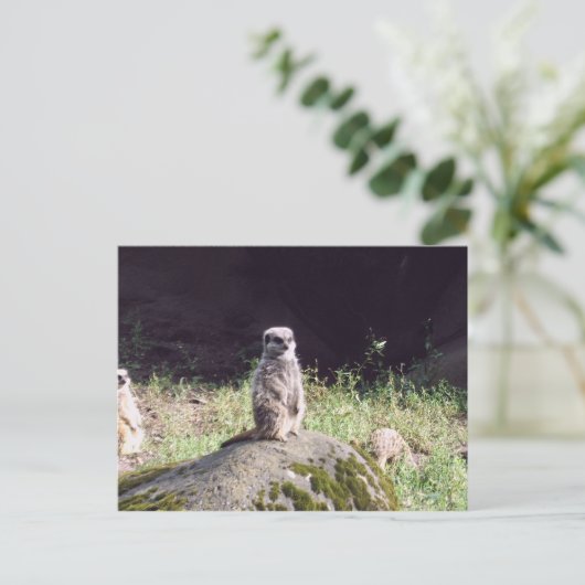 Carte Postale erdmann (Debout devant)