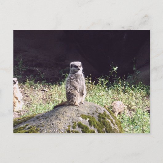 Carte Postale erdmann (Devant)