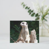 Carte Postale Erdmännchen (Debout devant)