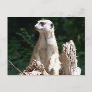 Carte Postale Erdmännchen