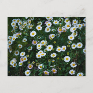 Carte postale Erigeron Daisies