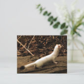 Carte Postale Ermine (Debout devant)