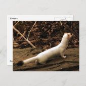 Carte Postale Ermine (Devant / Derrière)