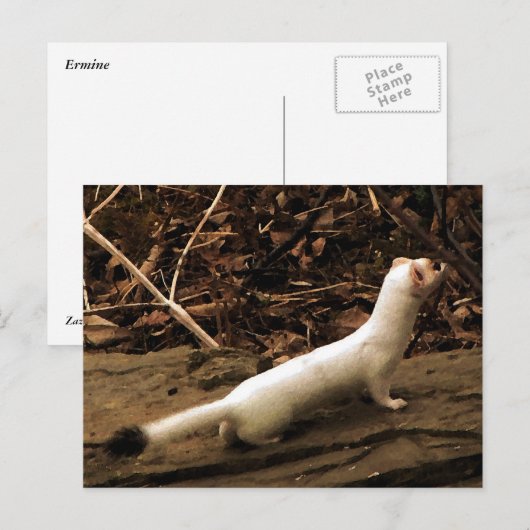 Carte Postale Ermine (Devant / Derrière)