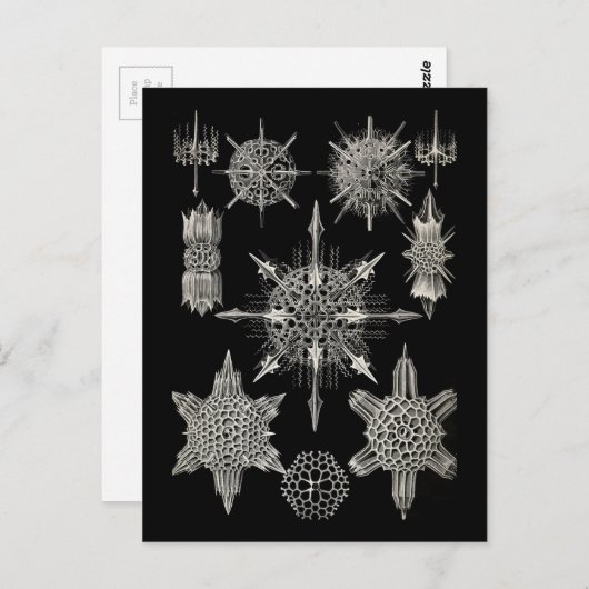 Carte Postale Ernst Haeckel | Acanthophracta (Devant / Derrière)