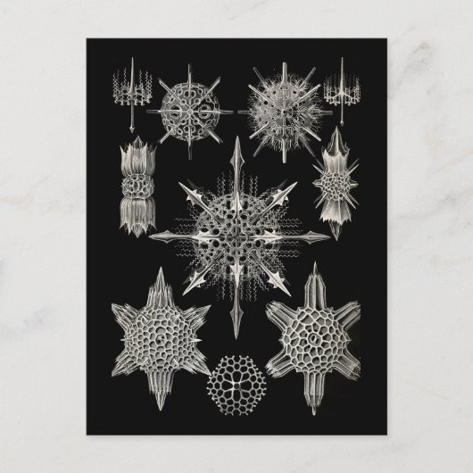 Carte Postale Ernst Haeckel | Acanthophracta (Devant)