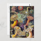 Carte Postale Ernst Haeckel - Actiniae (Devant / Derrière)