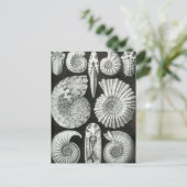 Carte Postale Ernst Haeckel - Ammonitida (Debout devant)