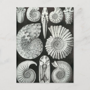 Carte Postale Ernst Haeckel - Ammonitida