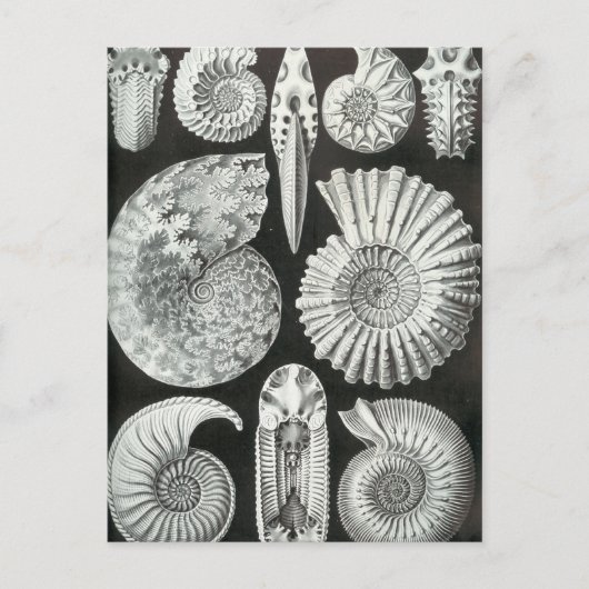 Carte Postale Ernst Haeckel - Ammonitida (Devant)